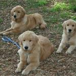 Our Trained Golden Puppies