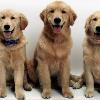 Nathan, Connor & Benji