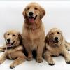Our Beautiful Goldens at the Mall